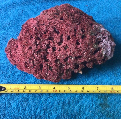 Corallo pipa organo rosso