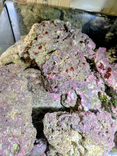 Acquario marino roccia viva - ,