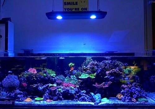 Kessil ap700 plafoniera - ap700,