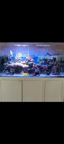Acquario marino completo - acquario,