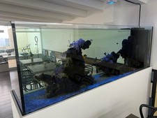 ACQUARIO MARINO Elegante-