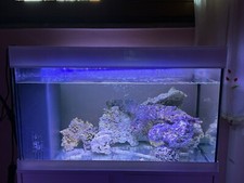 Acquario Marino Completo