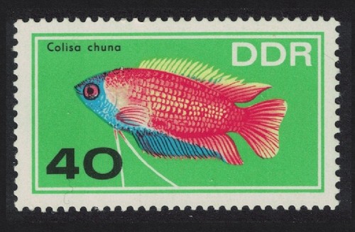 Miele gourami pesce acquario